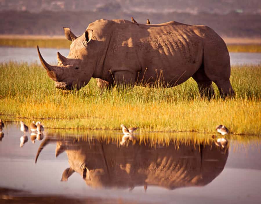 Nairobi: Half-Day Nairobi National Park Private Safari - Big-Game Targets, Plus the Birds You Often Miss