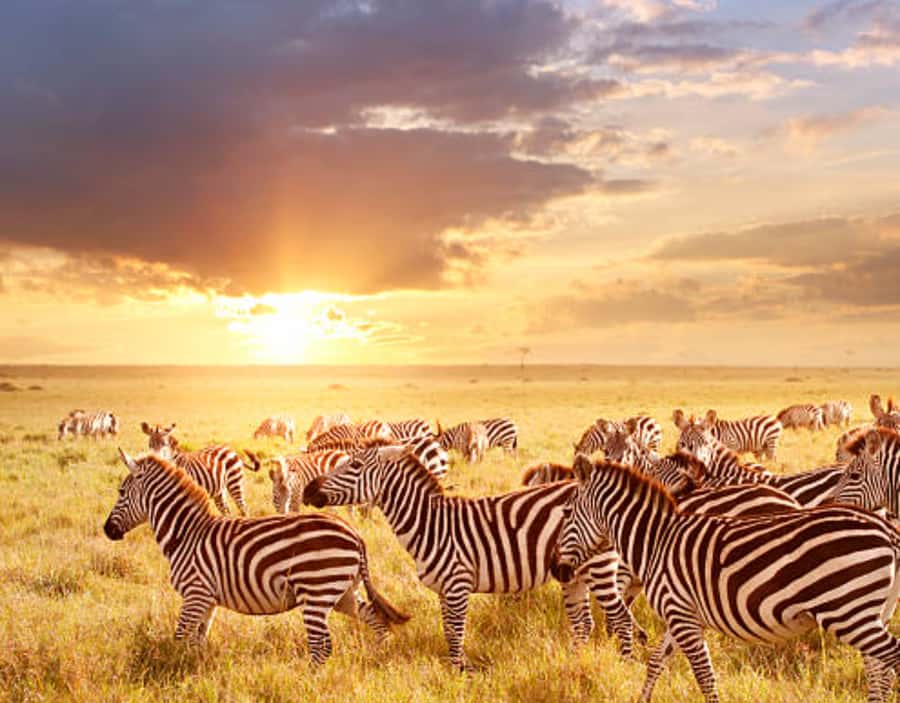 Nairobi: Half-Day Nairobi National Park Private Safari - Price Breakdown and Real-World Value