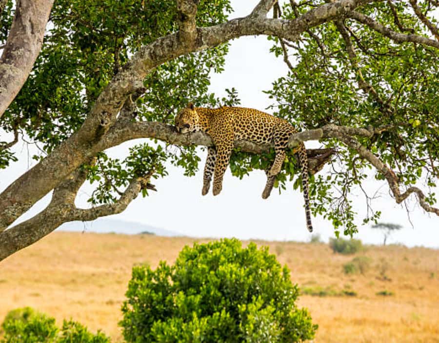 Nairobi: Half-Day Nairobi National Park Private Safari - What to Bring, What Not to Do, and Small Comfort Wins