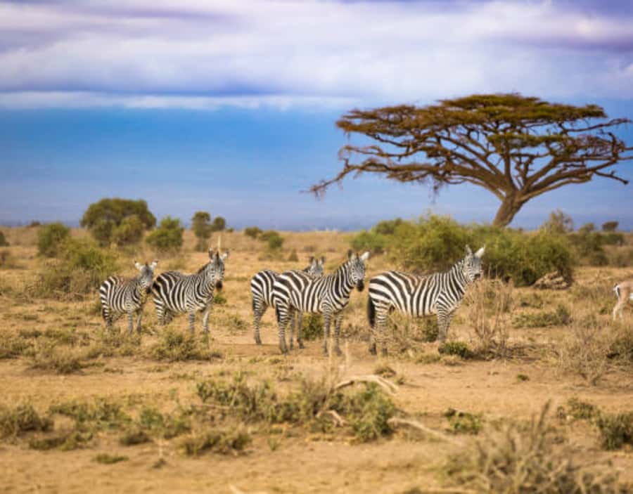 Nairobi: Half-Day Nairobi National Park Private Safari - Who This Safari Suits Best
