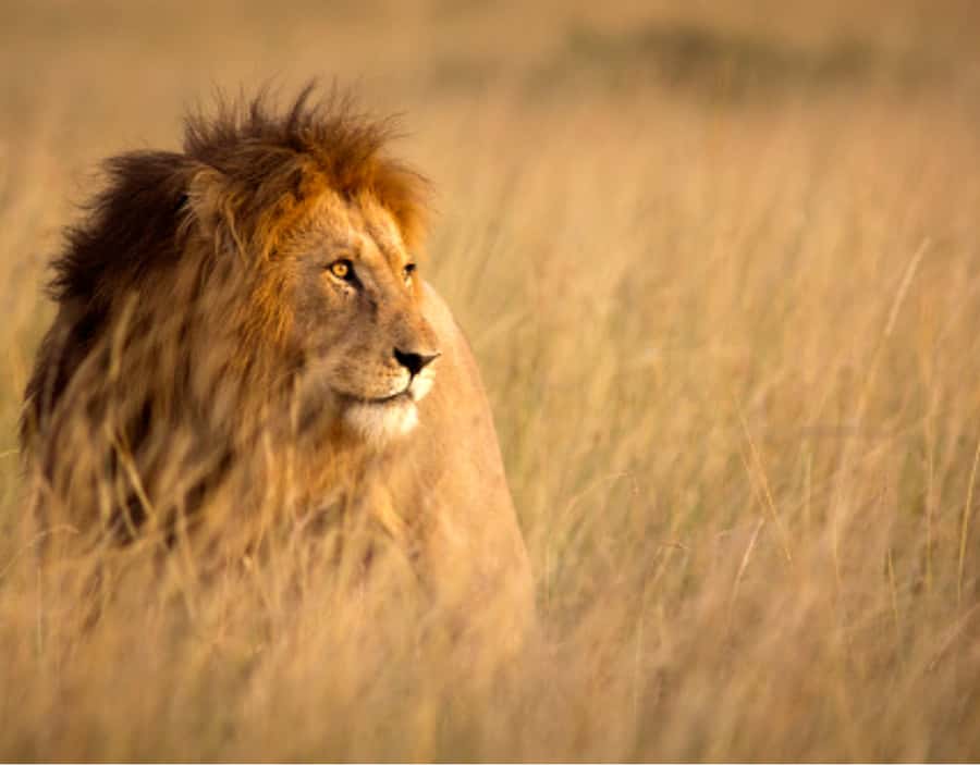 Nairobi: Half-Day Nairobi National Park Private Safari - Pickup, Vehicle, and the 5-Hour Safari Rhythm