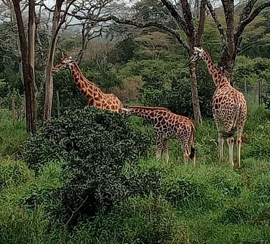 Nairobi: Hell's Gate National Park and Lake Naivasha Tour - Hell’s Gate by bicycle: what it feels like on the ground