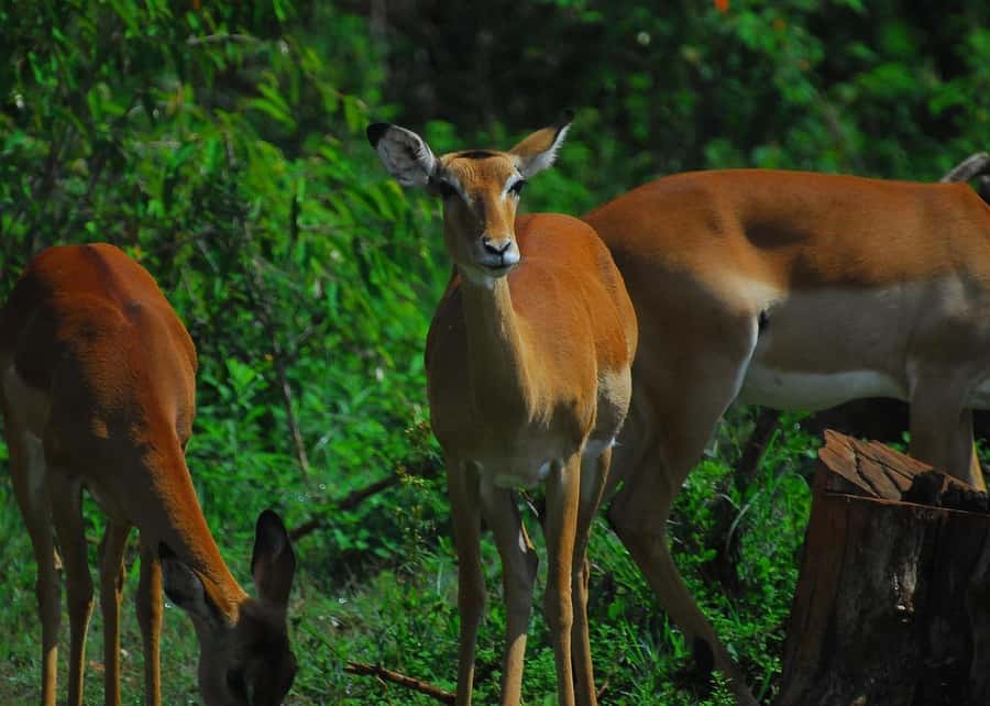Nairobi: Karura Forest Guided Walking Tour - Key highlights that make this tour worth it