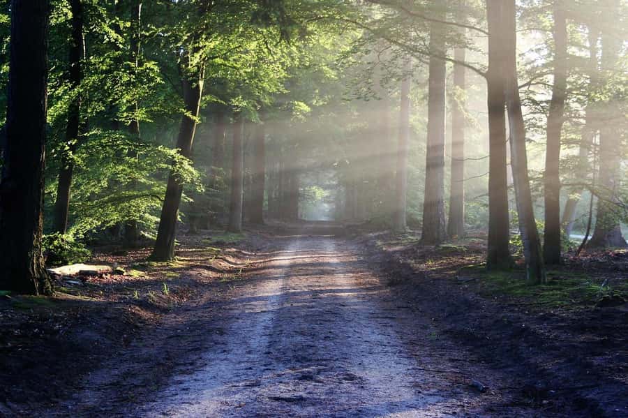 Nairobi: Karura Forest Guided Walking Tour - Karura Forest: Nairobi’s green heart with meaning
