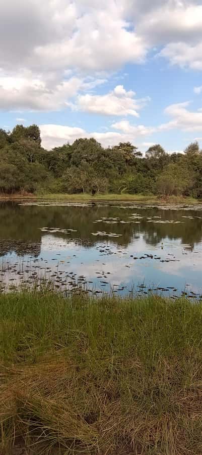 Nairobi: Karura Forest Guided Walking Tour - Rustic bridges, winding streams, and that bamboo hush