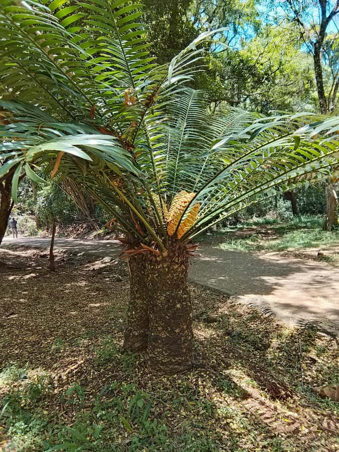 Nairobi: Karura Forest Guided Walking Tour - The reflection moment: journaling or silence, your choice