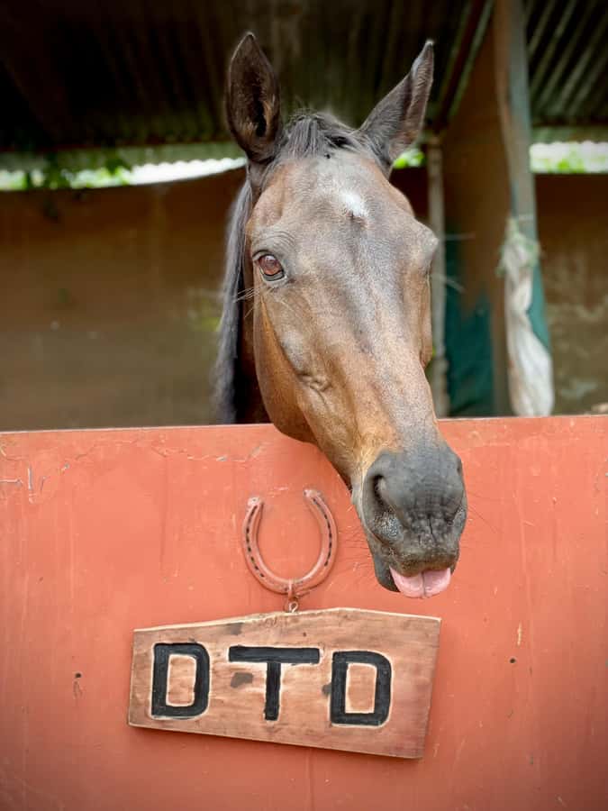 Nairobi: Karura Forest Horseback Riding Tour - The 90-Minute Ride: Rivers, Ponds, and Animal Chances