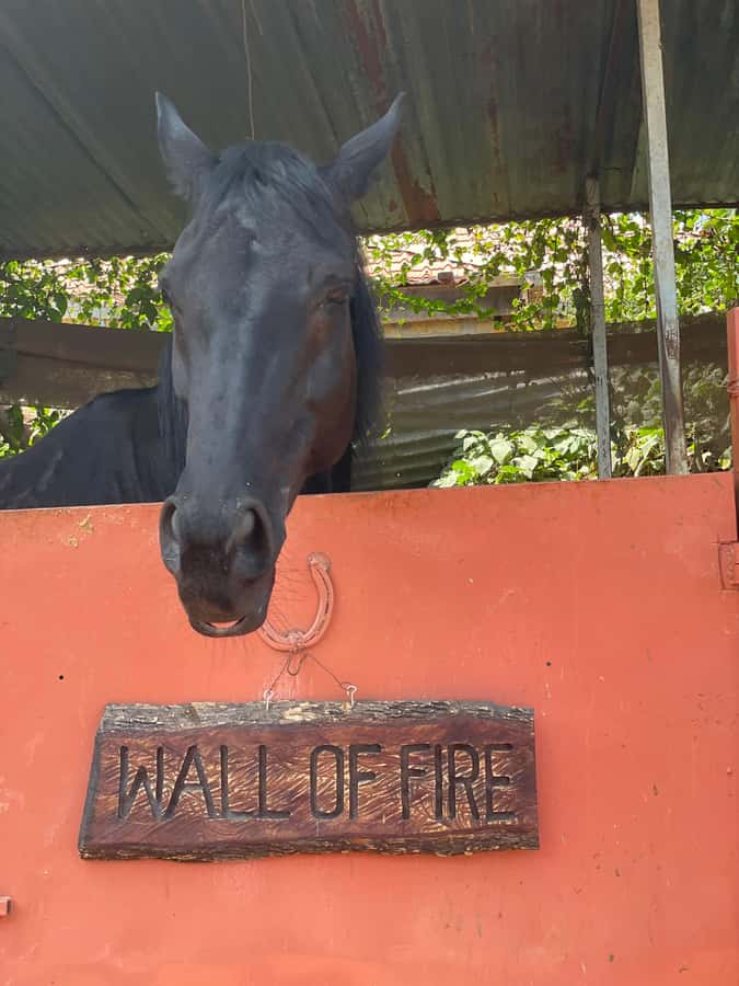 Nairobi: Karura Forest Horseback Riding Tour - What It Really Costs: Horse Ride Price Plus Park Fees