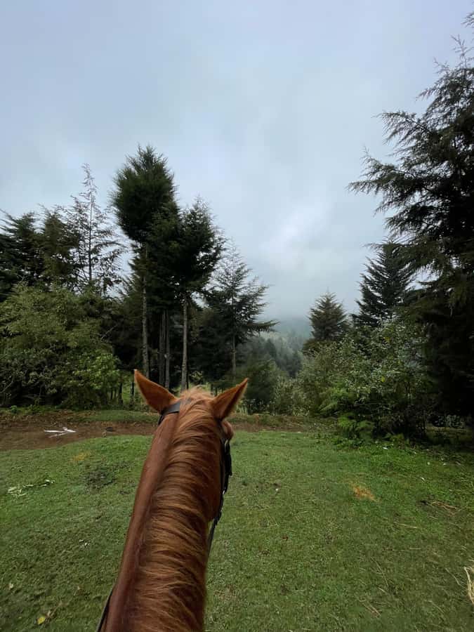Nairobi: Karura Forest Horseback Riding Tour - Is This Tour Worth Booking? My Decision Guide
