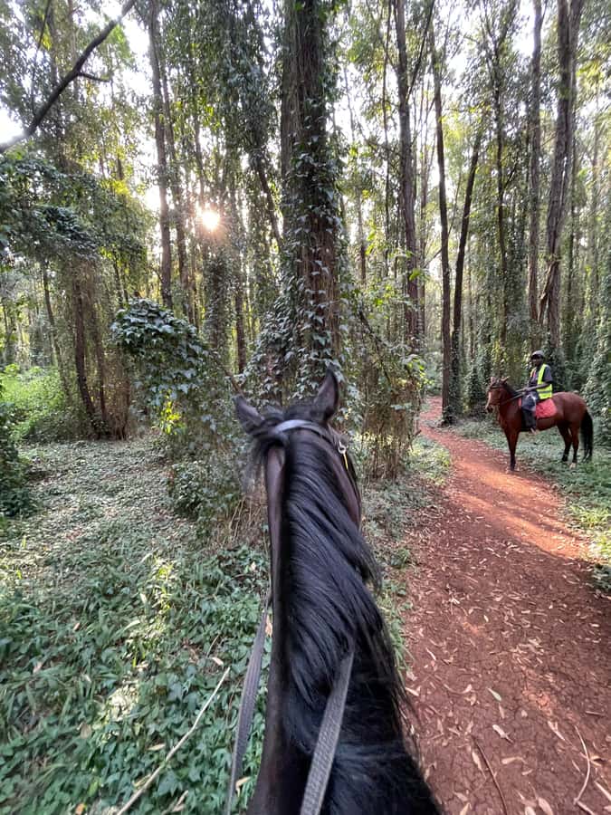 Nairobi: Karura Forest Horseback Riding Tour - Horses, Helmets, and the Beginner-Friendly Rhythm