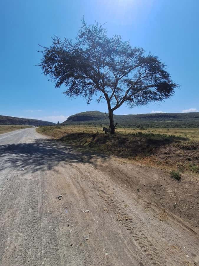 Nairobi: Lake Naivasha & Hell’s Gate National Park Day Trip - Price and fees: why the $36 base can feel like a down payment