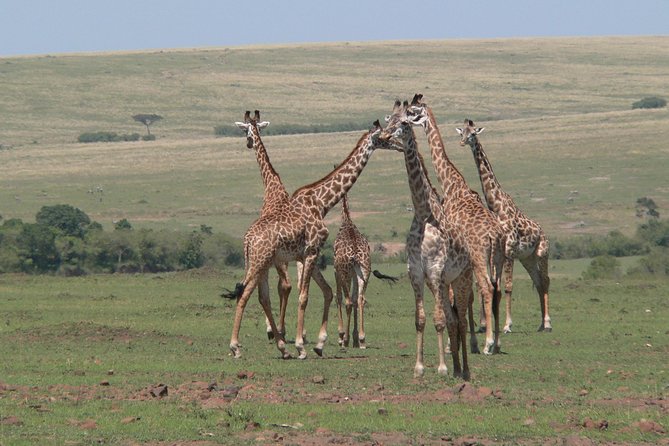 Nairobi layover - Nairobi National Park makes a layover safari actually possible