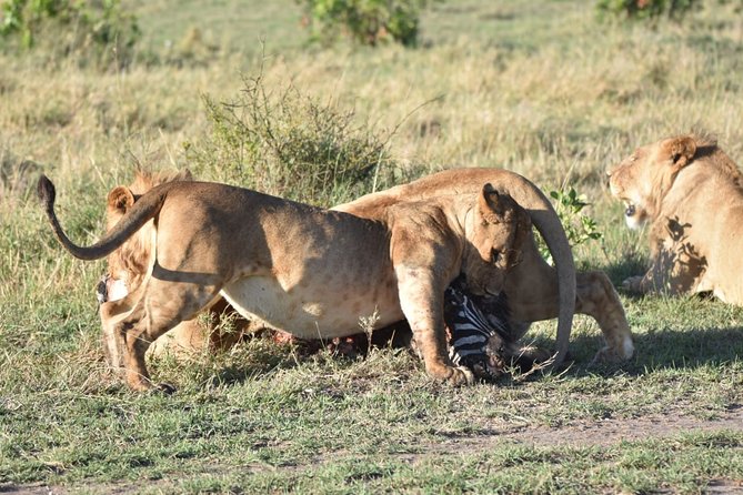 Nairobi layover - Who should book this Nairobi layover safari