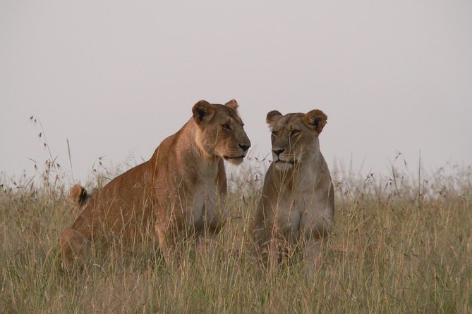Nairobi layover - Airport pickup and private chauffeur, so your connection stays calm