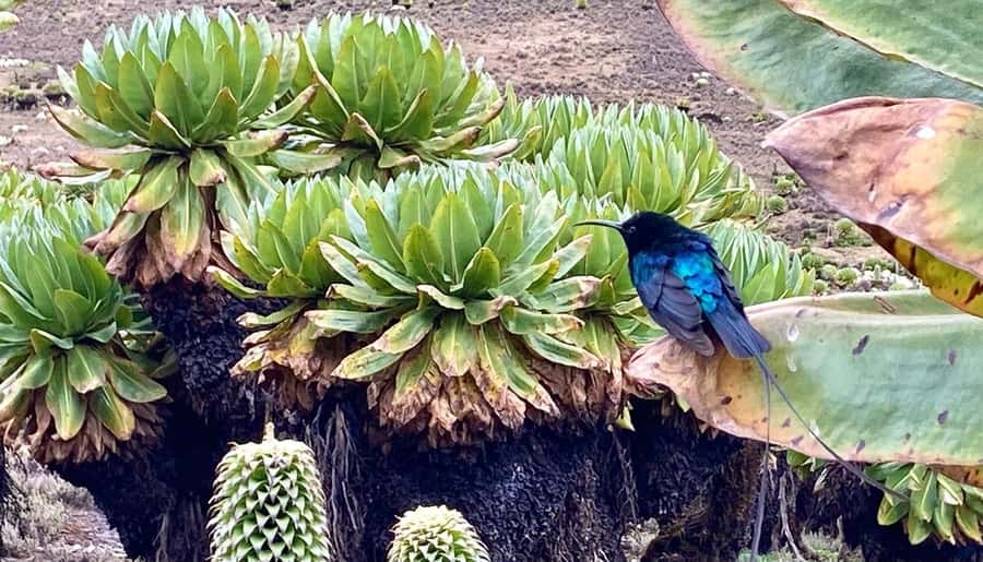 Nairobi: Mount Kenya Day Hike with Lunch - Nairobi to Narumoru Gate: the early start and the long drive