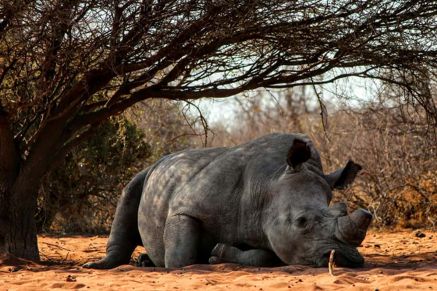 Nairobi : Nairobi National Park: 5- hours Guided Game Drive - Pickup, Van Ride, and the Pop-Up Roof Advantage