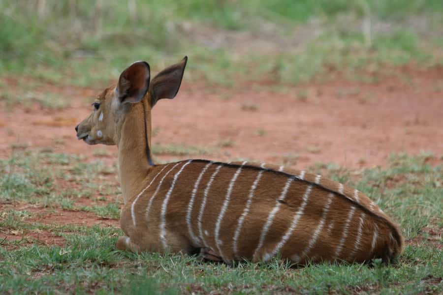 Nairobi : Nairobi National Park: 5- hours Guided Game Drive - The 4 Hours of Guided Game Drive: What You’re Really Paying For