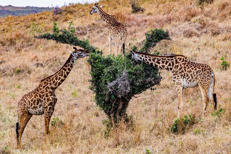Nairobi : Nairobi National Park: 5- hours Guided Game Drive - Rare and Endangered Species Chances, Including Black Rhinos and Grevy’s Zebras