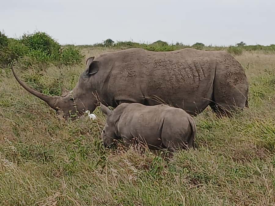 Nairobi : Nairobi National Park: 5- hours Guided Game Drive - Timing Matters: Morning or Afternoon, and Why Light Helps