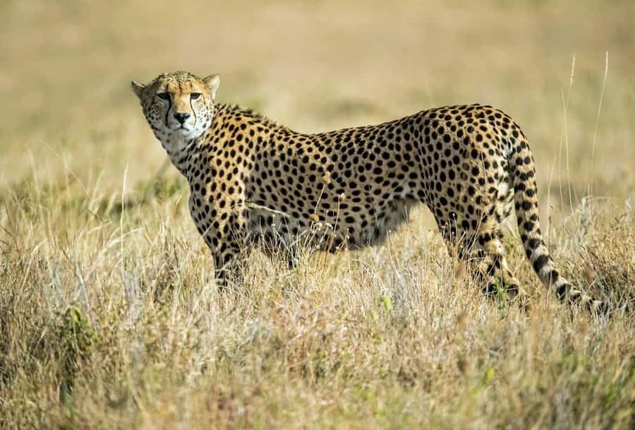 Nairobi : Nairobi National Park: 5- hours Guided Game Drive - After the Drive: Snacks, Drinks, and Back to Nairobi
