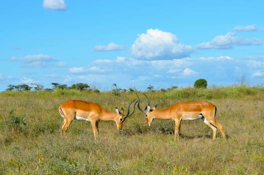 Nairobi : Nairobi National Park: 5- hours Guided Game Drive - Price and Value: $45 Tour Cost Plus the $80 Park Fee