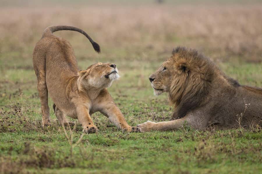Nairobi : Nairobi National Park: 5- hours Guided Game Drive - How Small Issues Can Change Your Day, and How to Avoid Them