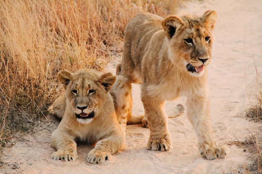 Nairobi : Nairobi National Park: 5- hours Guided Game Drive - Inside the Park: City-Edge Wildlife and Your Photo Game Plan