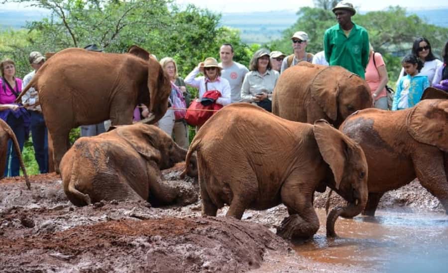 Nairobi:Nairobi national park,David sheldrick,GiraffeCenter - Key highlights you will feel right away