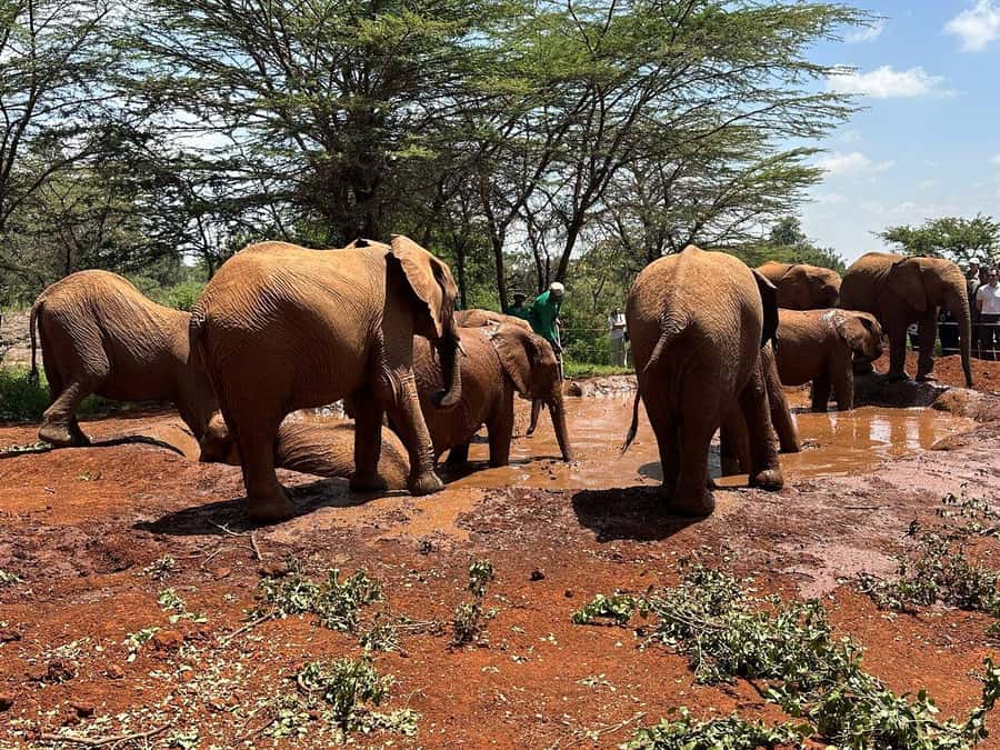 Nairobi:Nairobi national park,David sheldrick,GiraffeCenter - Sunrise safari time in Nairobi National Park, with skyline vibes