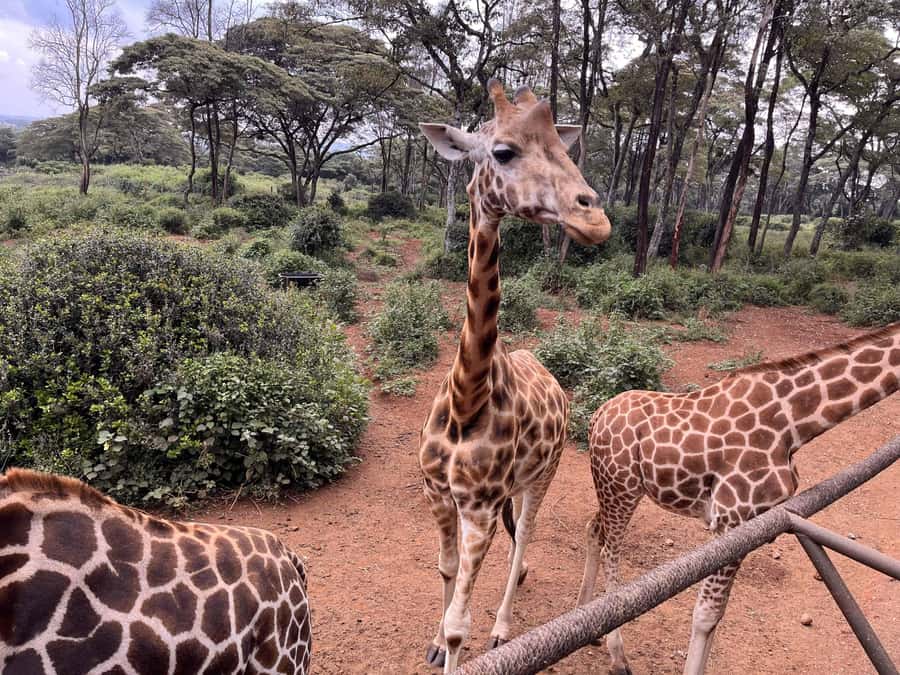 Nairobi:Nairobi national park,David sheldrick,GiraffeCenter - The Giraffe Centre, Rothschild giraffes and conservation you can actually see