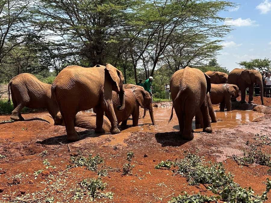 Nairobi:Nairobi national park,David sheldrick,GiraffeCenter - How the Big Five hunt fits into a half-day plan