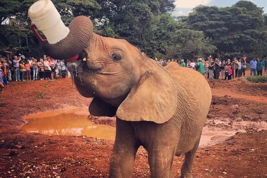 Nairobi:Nairobi national park,David sheldrick,GiraffeCenter - Comfort, what to bring, and how to make it easier on yourself