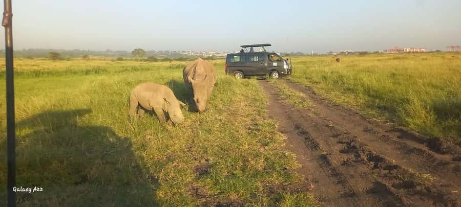 Nairobi:Nairobi national park,David sheldrick,GiraffeCenter - Who this Nairobi combo tour is best for