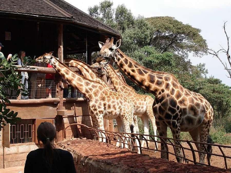 Nairobi:Nairobi national park,David sheldrick,GiraffeCenter - David Sheldrick Wildlife Trust, orphan-elephant feeding hour and the real rescue work