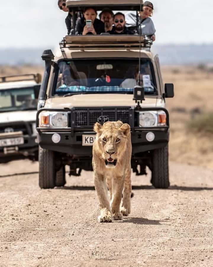 Nairobi: Nairobi National Park Half-Day Game Drive - Key points to know before you go
