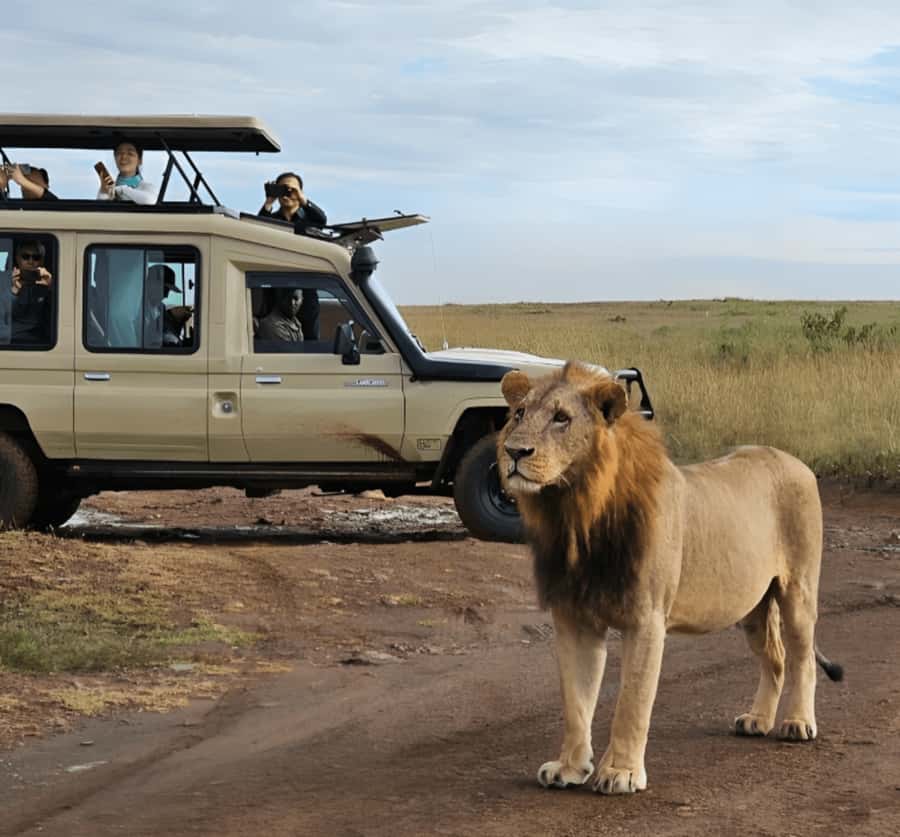 Nairobi: Nairobi National Park Half-Day Game Drive - The 30-Minute Transfers and the 4-Hour Game Drive Rhythm