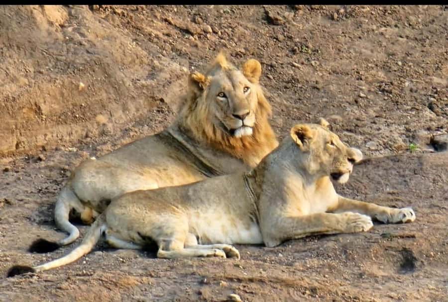 Nairobi: Nairobi National Park Half-Day Game Drive - Price and Logistics: Why $36 Can Turn Into More