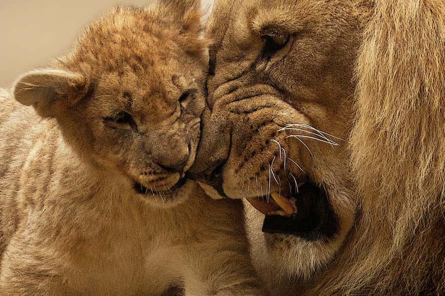 Nairobi: Nairobi National Park Half-Day Game Drive - Guides, Vehicles, and the One Question That Changes Everything