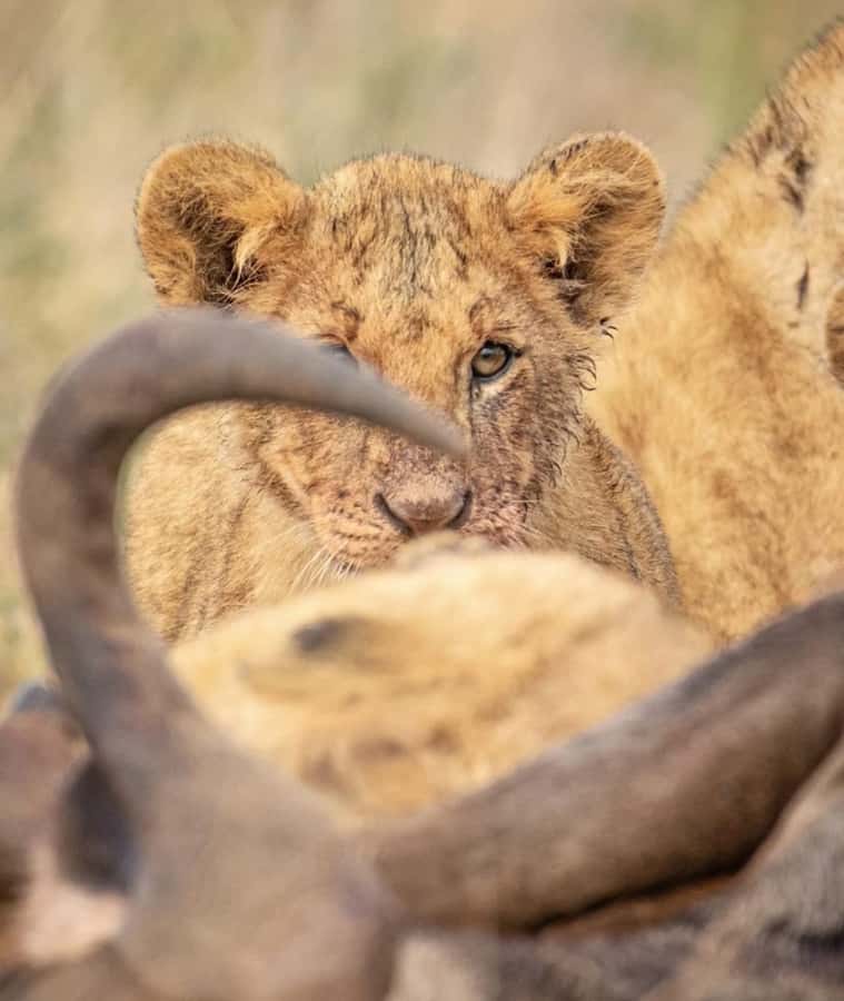 Nairobi: Nairobi National Park Half-Day Game Drive - What to Bring, and What Makes the Difference in Photos