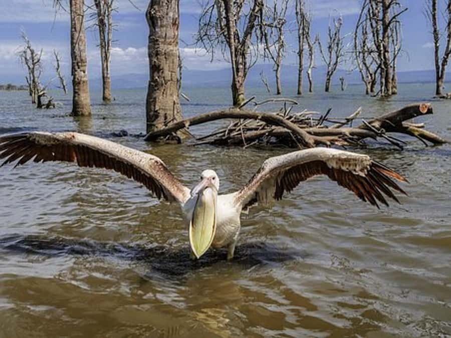 Nairobi: Nakuru National Park and Lake Naivasha Day Tour - Key things to know before you go
