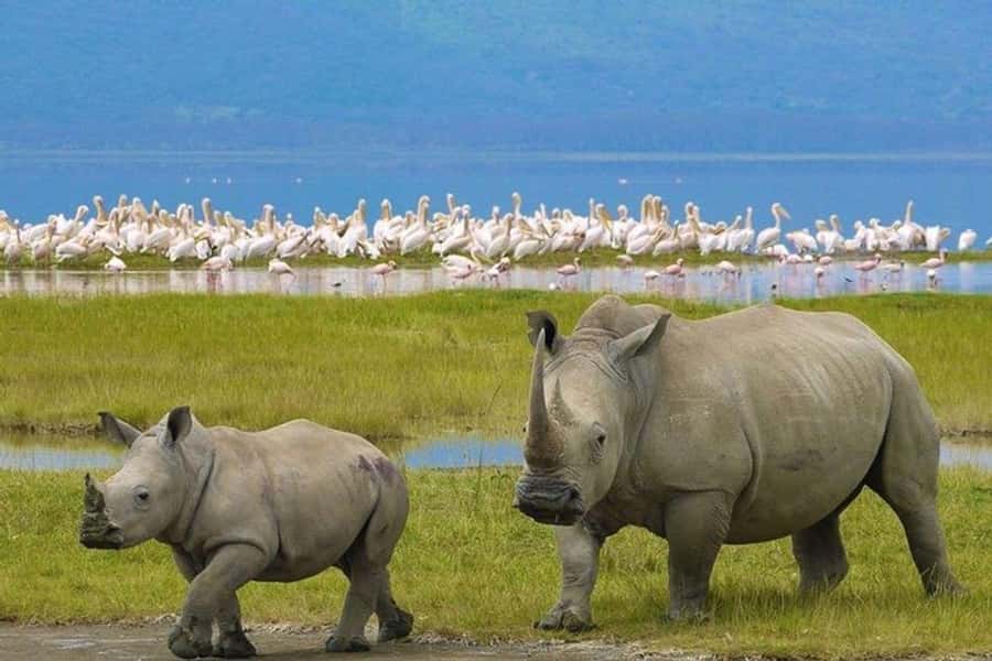 Nairobi: Nakuru National Park and Lake Naivasha Day Tour - Lake Nakuru National Park: where the rhino goal gets serious