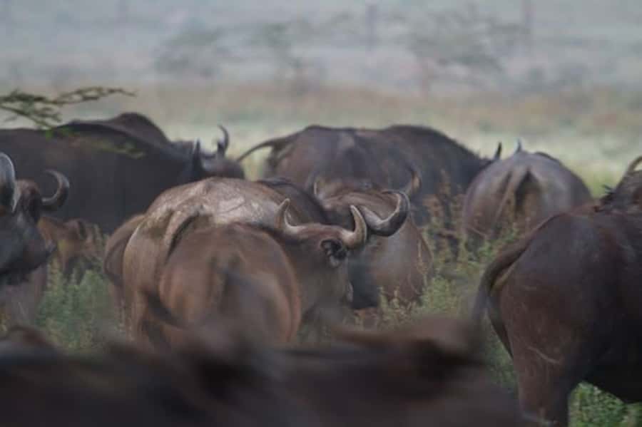 Nairobi: Nakuru National Park and Lake Naivasha Day Tour - Lunch at Lake Nakuru Lodge: plan for a real break, not an afterthought