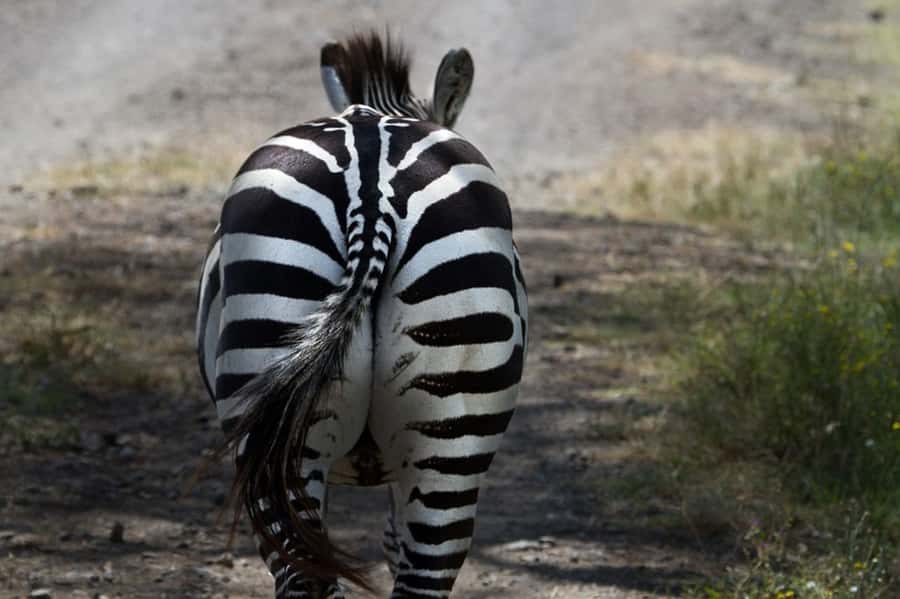 Nairobi: Nakuru National Park and Lake Naivasha Day Tour - The afternoon switch: drive toward Naivasha, then water-level wildlife