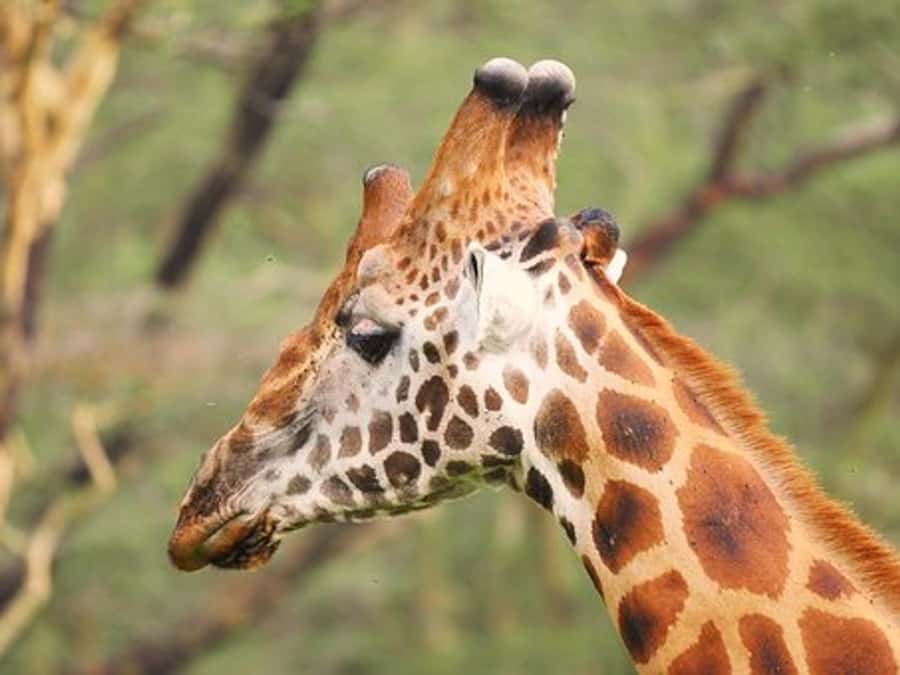 Nairobi: Nakuru National Park and Lake Naivasha Day Tour - Lake Naivasha long-tail boat ride: birds, eagle feeding, and hippos