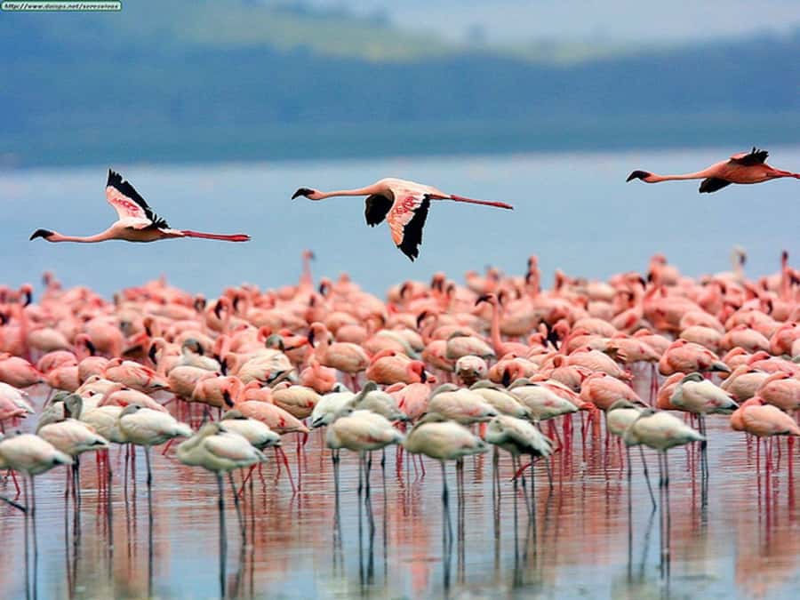 Nairobi: Nakuru National Park and Lake Naivasha Day Tour - Getting your bearings at the Rift Valley viewpoints