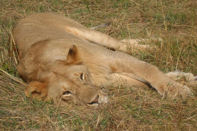 Nairobi National Park 1.p.m Game Drive - Price and value, what $75.60 covers and what to budget next
