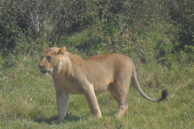 Nairobi National Park 1.p.m Game Drive - Who should book this Nairobi half-day safari, and who might skip