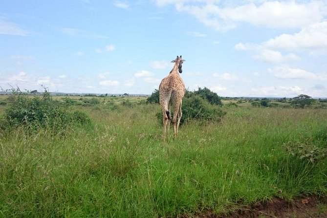 Nairobi National Park 1.p.m Game Drive - Should you book this Nairobi National Park 1 p.m. game drive?
