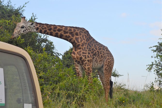 Nairobi National Park - Your 4 to 5 hour game drive: savannah plains, acacia, and city views