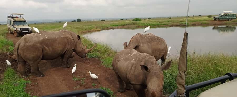 Nairobi National Park 5-hour Guided Game Drive Free Pick up - Nairobi National Park Game Drive, Where the City Watches Too